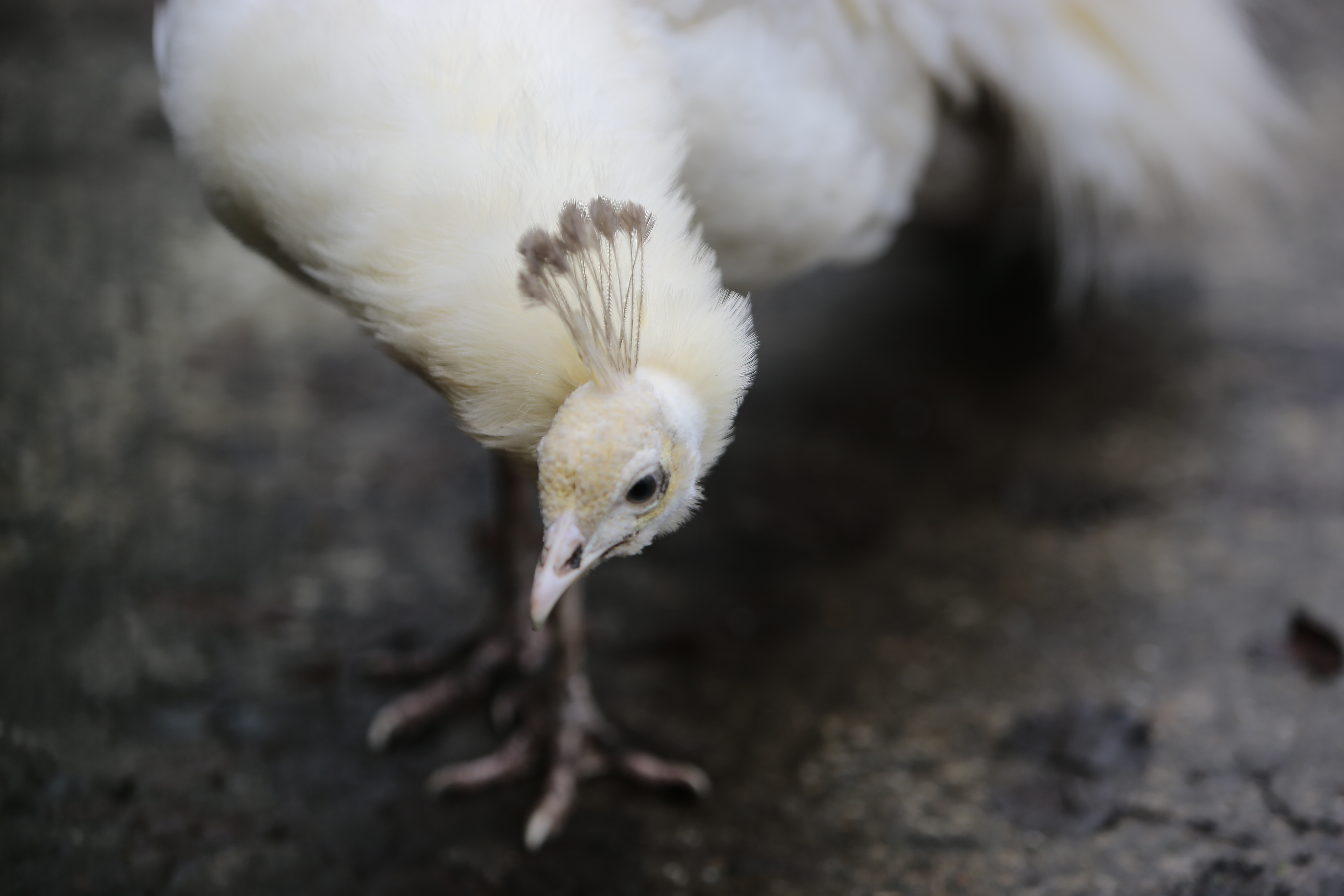 Democratische vernieuwingen